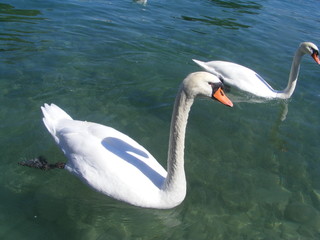 swans in the annecy's lake