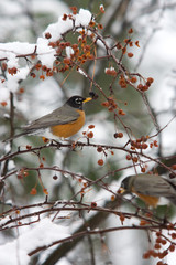 Robin in a snowy tree.