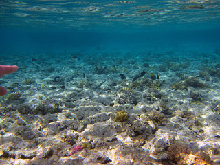 Fototapeta na wymiar Tropikalne ryby, rafy i dno Morza Czerwonego