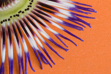 Passiflora on orange