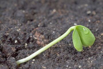 Green seedling