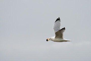 Flying Seagull