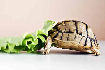 Naklejka premium A tortoise eating the green leaf