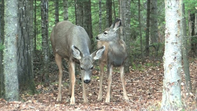 Doe finishes cleaning the fawn