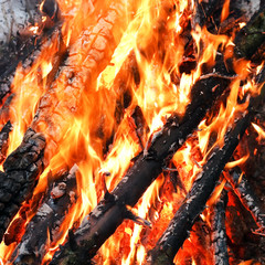 fire on a winter forest