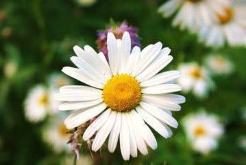 Fototapeta premium camomile
