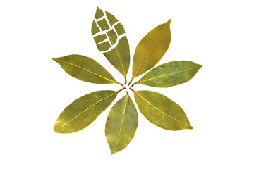 Obraz premium seven leaves of bay