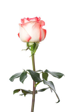single pink and white rose