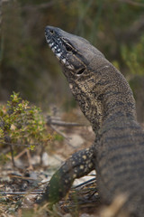 Monitor Lizard - Australian Reptile