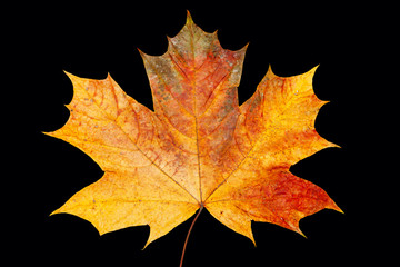 maple leaf