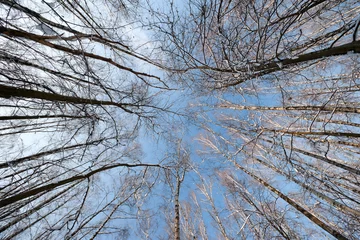 Foto op Plexiglas trees crown © psamtik