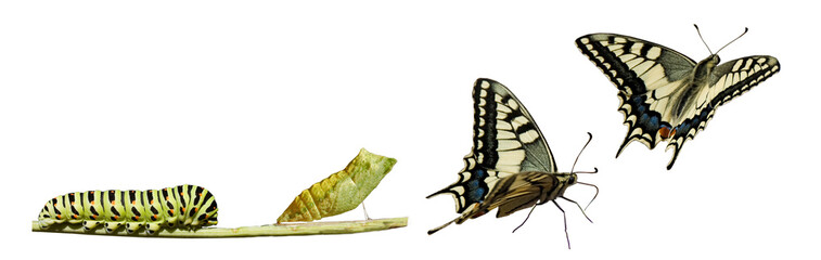 Butterfly metamorphosis