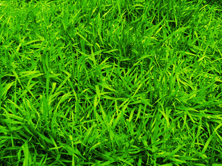 field grass