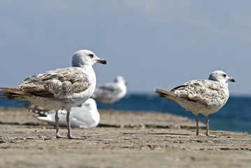 seagulls