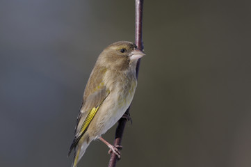 greenfinch portrait