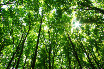 forest