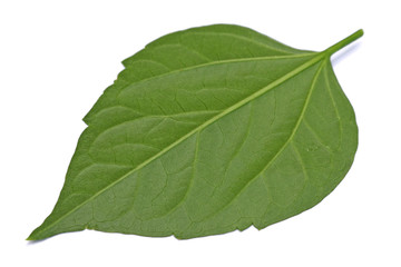 Obraz premium feuille d'hibiscus, face dorsale