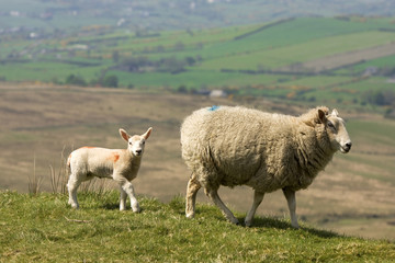 Fototapeta premium sheep walk