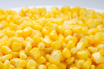 maize-corn