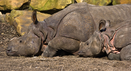 Fototapeta premium Indian Rhinoceros-mother and kid