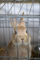 lapin