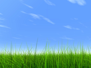 Fototapeta premium green grass over a blue sky with white clouds as background