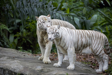 Naklejka premium White tigers