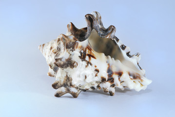 Shell