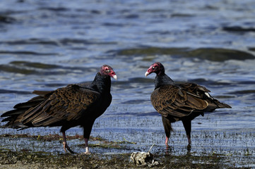turkey vulture portrait