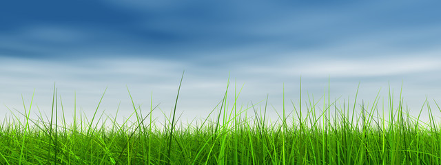 Obraz premium green grass over a blue sky with white clouds as background