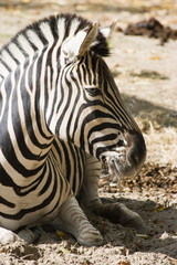 Fototapeta na wymiar Zebra resting