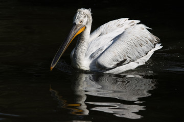 Swimming pelican