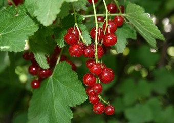 Rote Johannisbeeren