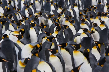 Fototapete Antarktis königspinguine