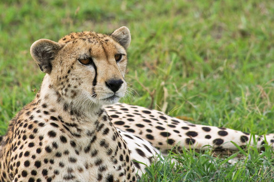 Wild Cheetah Portrait