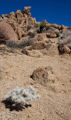 Mojave Desert Landscape