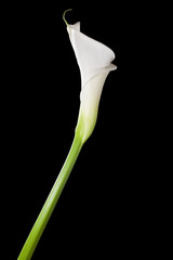 Weiße Calla Lilie