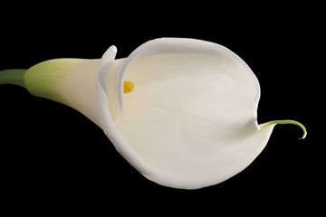 Weiße Calla Lilie