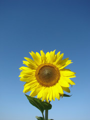Obraz premium sunflower