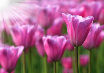 Obraz na płótnie Canvas Pink tulips at sunrise