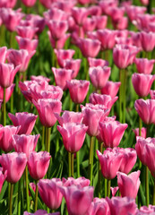 Tulips