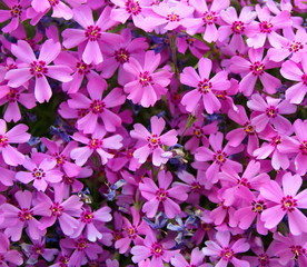Naklejka premium Small pink flowers background