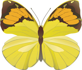 yellow butterfly