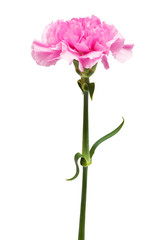 Beautiful pink flower © terex