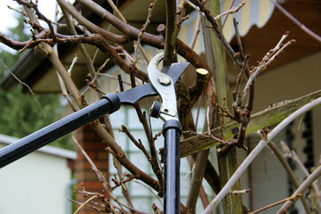 Baum verschneiden - tree cutting 26