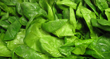 Spinach fresh wet leaves