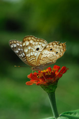 Anartia jatrophae linnaeus