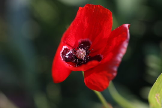 eclatent coquelicot