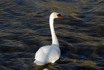 Fototapeta premium cigno 2