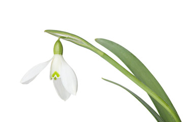 Obraz premium A snowdrop isolated on a white background